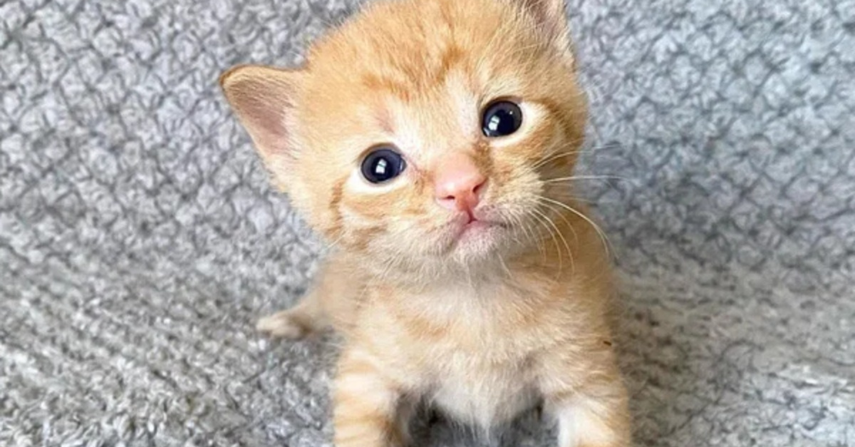 L'adorable histoire de Shortbread, seul chaton roux au milieu d