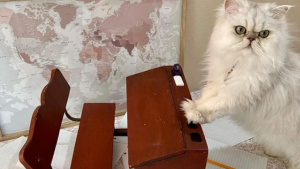Illustration : "13 chats s'improvisant coachs scolaires et prêts à tout pour que leurs humains fassent correctement leurs devoirs"