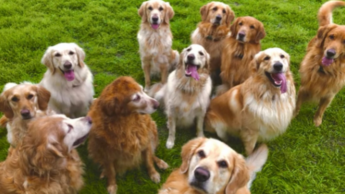 Un homme partage son quotidien animé avec ses 13 Golden Retrievers