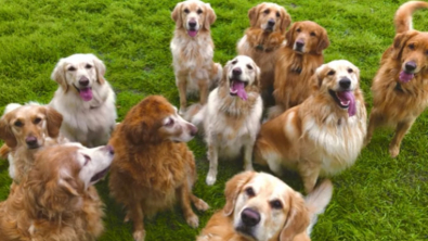 Illustration : Un homme partage son quotidien animé avec ses 13 Golden Retrievers adultes (vidéo)