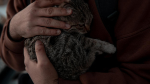 Illustration : "Un couple emmène un chat chez le vétérinaire et apprend que sa famille le cherchait depuis 9 ans"
