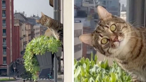 Illustration : "Un chat tigré exprime son mécontentement face à un voisin trop proche"