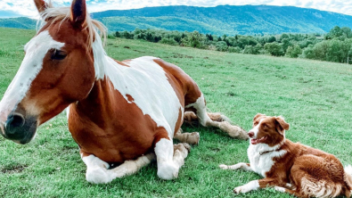 Illustration : Un cheval et une chienne aux couleurs similaires ressemblent à des sœurs et s'entendent comme telles