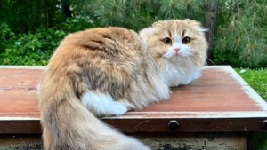 Illustration : "20 photos du Scottish Fold, chat aux oreilles rabattues et au charme irrésistible"