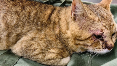 Illustration : "Une militaire refuse de laisser tomber le chat qu’elle a sauvé lors d’une mission à l’étranger"