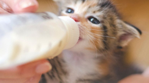 Illustration : "Pharmadiet lance Lactadiet, le lait maternisé enrichi en colostrum aux multiples vertus conçu pour les jeunes animaux"