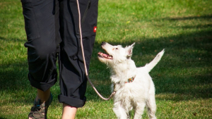 Illustration : "Inscriptions ouvertes pour les Doggy Games France, événement convivial axé sur l’éducation positive des chiens"