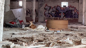 Illustration : "Découverte sur une couverture dans un bâtiment abandonné, cette chienne a désormais un vrai lit douillet et bien plus encore !"