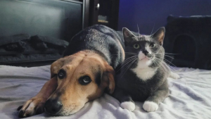 Illustration : "Depuis leur rencontre, ce chat et ce chien sont devenus les meilleurs amis du monde (vidéo)"