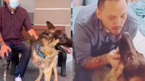 Illustration : "Ce chien à 3 pattes a changé la vie de son propriétaire, un ancien militaire déprimé amputé d’une jambe (vidéo)"