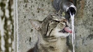 Illustration : "Comment assurer un bien-être optimal et une bonne hydratation à nos amis félins durant l'été ?"