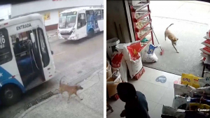 Illustration : "Ce chien a appris tout seul à prendre le bus pour faire des visites surprises à sa propriétaire au travail (vidéo)"
