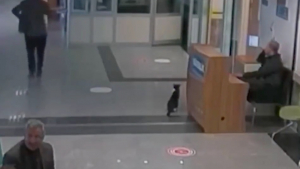 Illustration : "Un chat blessé se rend de lui-même dans un hôpital et est pris en charge par les médecins (vidéo)"