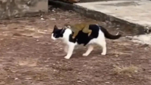 Illustration : "Un chat « adopte » un petit singe et le transporte partout sur son dos (vidéo)"