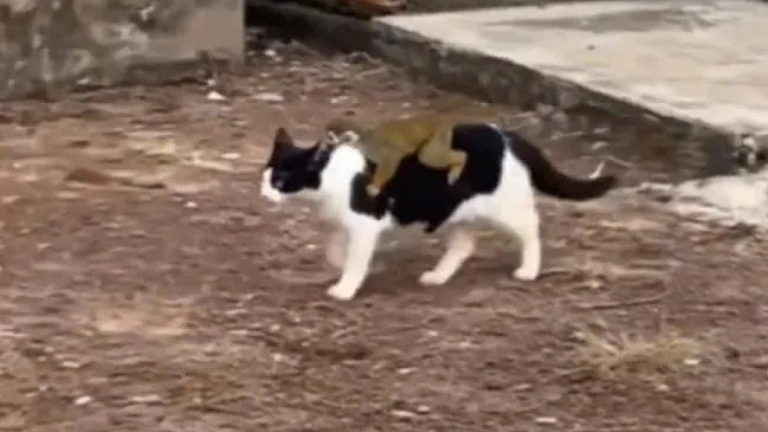adopte un petit chat