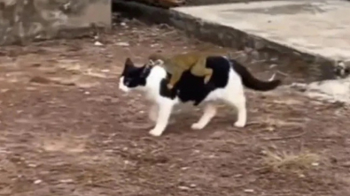 Illustration : Un chat « adopte » un petit singe et le transporte partout sur son dos (vidéo)