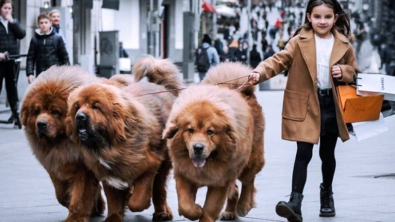 Illustration : 20 photos vous permettant de mieux connaître le Dogue du Tibet, chien impressionnant et loyal