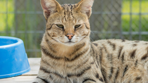 Illustration : "Une association se bat contre le trafic de servals en France, ces félins sauvages dont la détention est illégale"