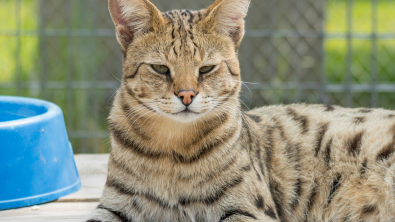 Illustration : "Une association se bat contre le trafic de servals en France, ces félins sauvages dont la détention est illégale"