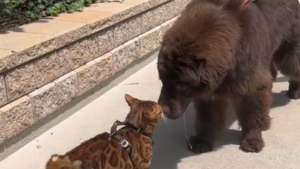 Illustration : "Ce chat Bengal est très amical avec les chiens, même les plus grands ! (vidéo)"