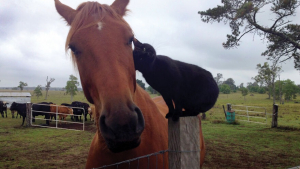 Illustration : "16 photos racontant la belle histoire d'un chat et d'un cheval partageant une amitié unique"