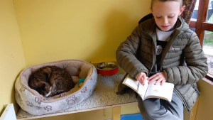 Illustration : "Un établissement encourage les enfants à lire des histoires aux chats âgés pour leur tenir compagnie"