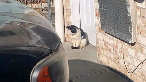 Illustration : "Un chat errant patiente devant une maison en espérant pouvoir entrer pour se réchauffer (vidéo)"