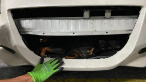 Illustration : "Un chien se retrouve coincé pendant 2 jours sous le capot d’un véhicule après avoir été renversé"