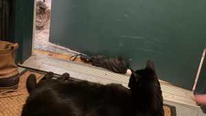 Illustration : "Un chat senior patiente sur le palier de son meilleur ami jusqu’à ce qu’il vienne jouer avec lui (vidéo)"