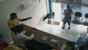 Illustration : "Un chien errant entre seul dans une clinique vétérinaire et se fait diagnostiquer une tumeur après un examen de santé (vidéo)"