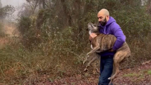 Illustration : "2 bienfaiteurs croisent une chienne disparue et saisissent l’opportunité de la ramener chez elle (vidéo)"
