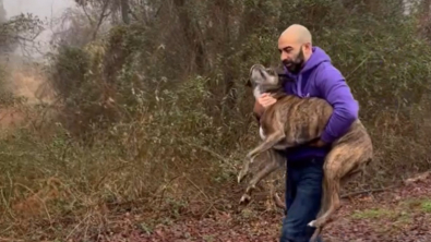 Illustration : 2 bienfaiteurs croisent une chienne disparue et saisissent l’opportunité de la ramener chez elle (vidéo)