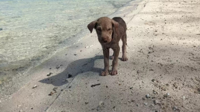 Illustration : "Négligé et terrifié, ce chiot abandonné sur une plage ne laissait personne approcher de lui (vidéo)"