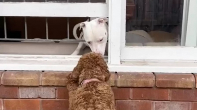 Illustration : "Après un coup de foudre par la fenêtre, ces 2 chiens ont vécu un adorable premier rendez-vous romantique (vidéo) "