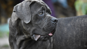 Illustration : "L'intervention héroïque d'un Cane Corso face à un intrus dans sa maison"