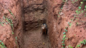 Illustration : "Au cours d’une promenade, un homme découvre un chien dans une fosse profonde et appelle les secours"