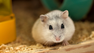 Illustration : "Des témoins surprennent un homme en train d'abandonner 2 hamsters sur le bord de la route"