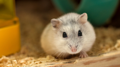 Illustration : "Des témoins surprennent un homme en train d'abandonner 2 hamsters sur le bord de la route"
