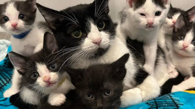 Illustration : "Une ancienne chatte sauvage finit par accepter de confier ses 6 petits sosies à sa famille d’accueil"