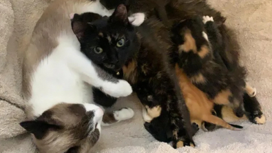 Illustration : "2 mères chattes s’entraident dans leur maison d’accueil pour s’occuper de leur progéniture"