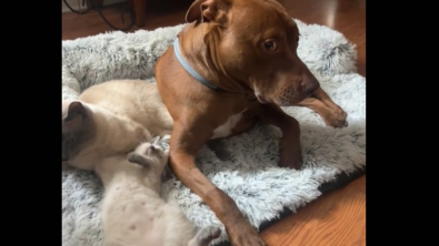 Illustration : Ce Pitbull n’est pas très enchanté à l’idée de partager son panier avec les chats de la maison ! (vidéo) 