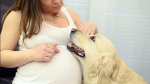 Illustration : "Un lien unique entre une femme enceinte et son fidèle compagnon à quatre pattes, le Golden Retriever"