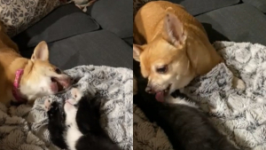 Illustration : "Une femme inquiète de présenter son nouveau chaton à son Chihuahua est désormais rassurée : ils sont meilleurs amis (vidéo)"