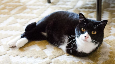 Illustration : "Ce chat à 2 pattes pourrait aider de nombreux animaux handicapés à trouver un foyer"