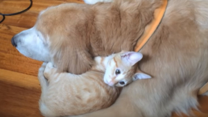 Illustration : "Ce Golden Retriever s’est comporté comme un grand frère pour un minuscule chaton orphelin (vidéo)"
