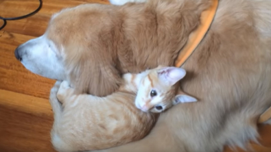 Illustration : "Ce Golden Retriever s’est comporté comme un grand frère pour un minuscule chaton orphelin (vidéo)"