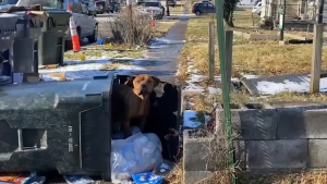 Illustration : "Un chien errant, qui a trouvé refuge dans une poubelle renversée, accepte de suivre ses bienfaiteurs pour une nouvelle vie"