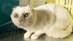 Illustration : "Une chatte ayant subi une opération des oreilles se remet de son cancer et recherche une famille compréhensive"