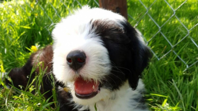 Illustration : 20 photos de chiens Bobtail que l'on prendrait pour des peluches vivantes