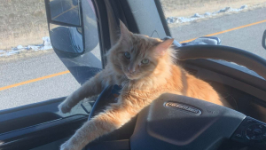 Illustration : "La communauté se mobilise pour retrouver le chat d’un routier, sorti du camion à proximité d’une autoroute"